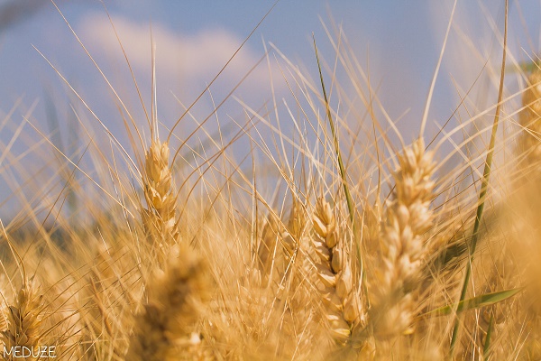 Past Drafts and Working Group Documents